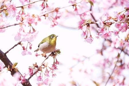 2017.02.28 和泉川 河津桜にメジロ 花から花