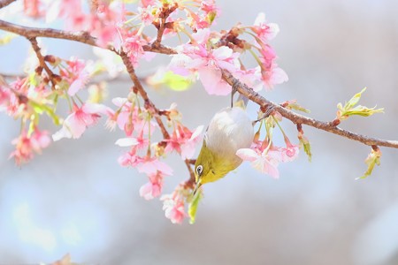 2017.02.28 和泉川 河津桜へメジロ 花蜜