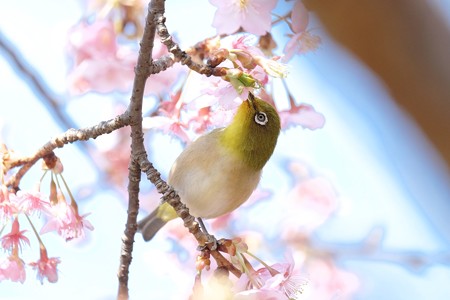 2017.02.28 和泉川 河津桜へメジロ