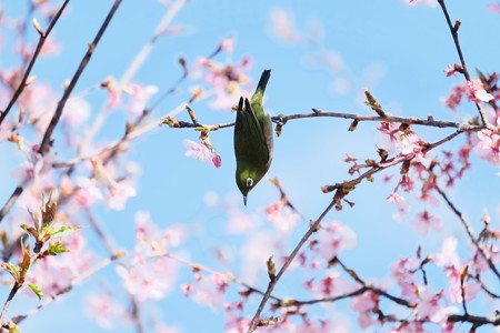 2017.03.03　和泉川　河津桜へメジロ