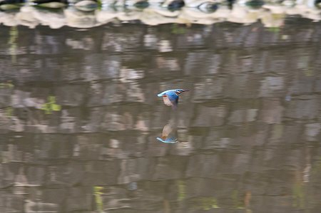 2010.06.15 和泉川 カワセミ