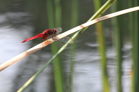 2010.08.03　和泉川　ショウジョウトンボ