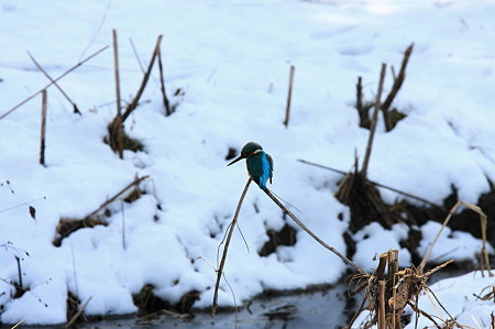 2011.02.15　和泉川　カワセミ　雪