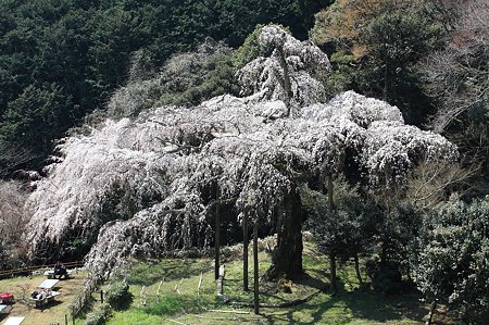 2011.04.06　入生田　長興山紹太寺　枝垂桜　全景