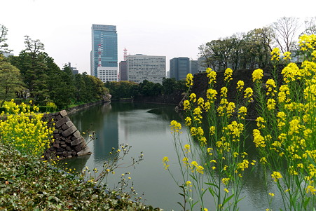2011.04.11　皇居　平川壕　菜の花