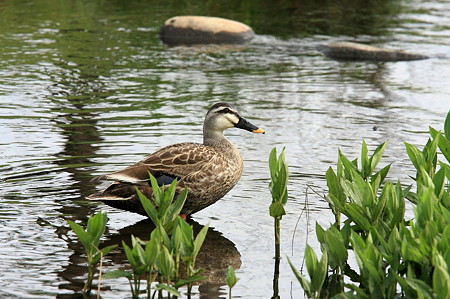 2011.05.13 和泉川 カルガモ