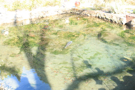 小屋の池