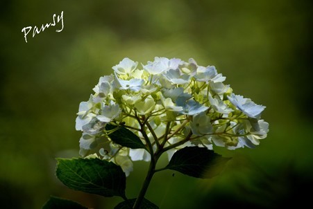 紫陽花・・3
