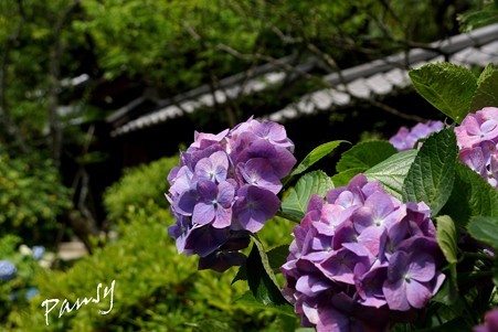 風待月の東慶寺・・8