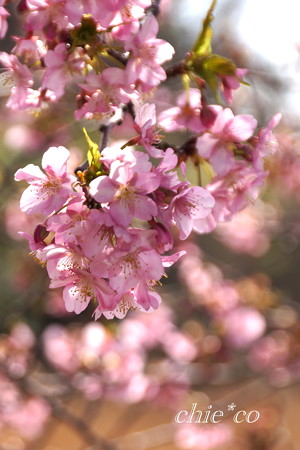 河津桜咲く三浦海岸-332