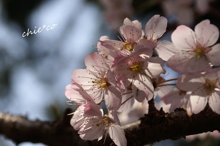桜 ~春めき~