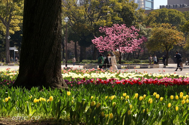 チューリップと横浜緋桜の咲く風景・・