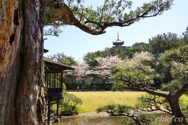 三渓園~桜咲くころ~-235