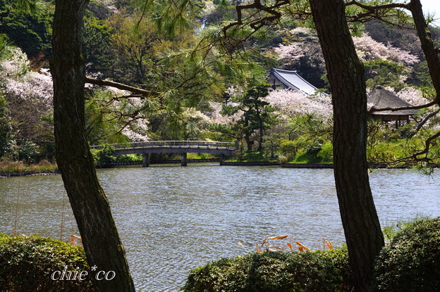 三渓園~桜咲くころ~-236