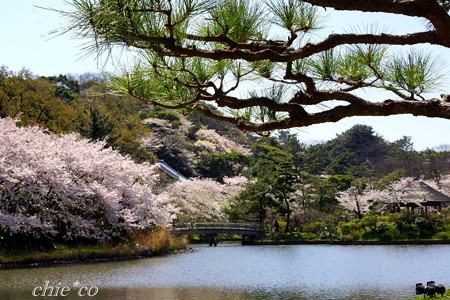 三渓園～桜咲くころ～-237
