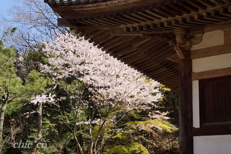 三渓園~桜咲くころ~-245
