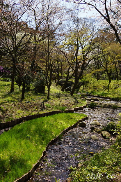 三渓園~桜咲くころ~-252