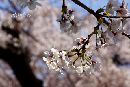 三渓園~桜咲くころ~-262