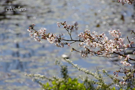 三渓園~桜咲くころ~-266