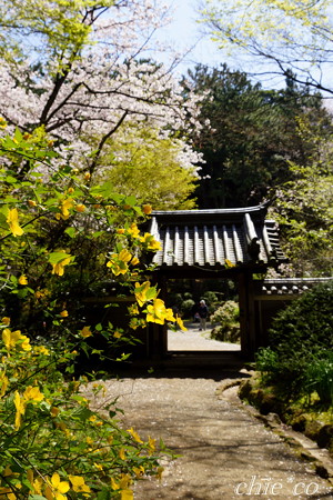 三渓園~桜咲くころ~-268