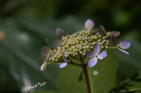 DSC02178-001