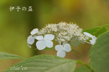 Kamakura-775