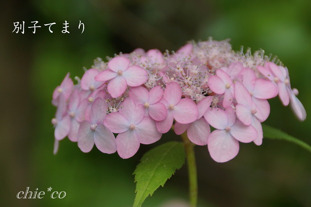 Kamakura-815