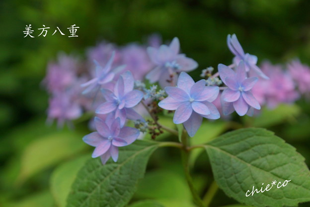 DSC05337-001