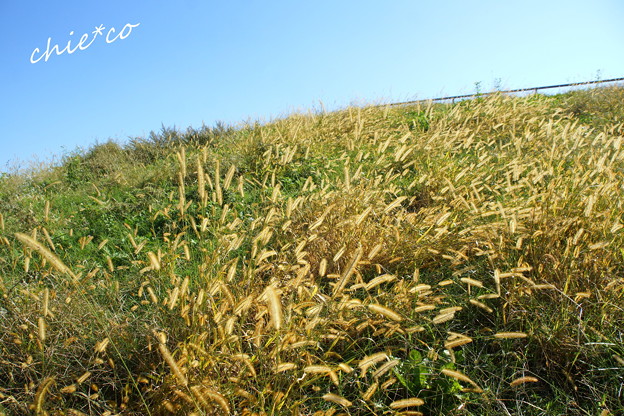 DSC09358-001