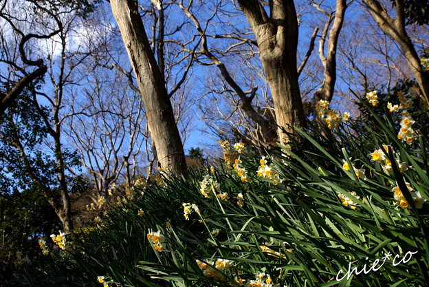 吾妻山公園-296