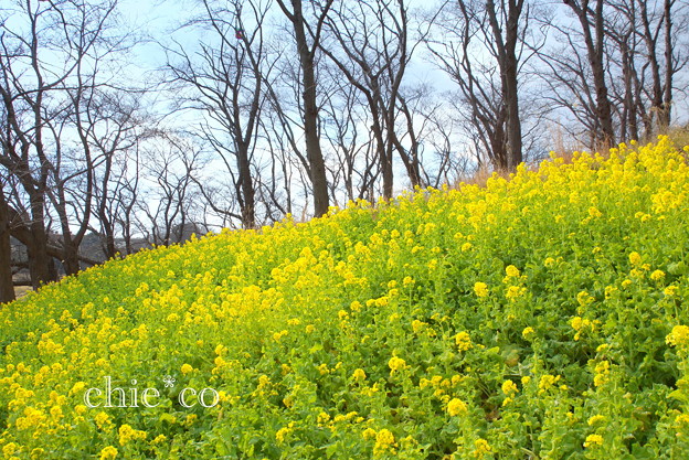 横浜根岸森林公園-126