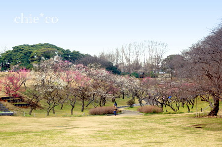横浜根岸森林公園-130
