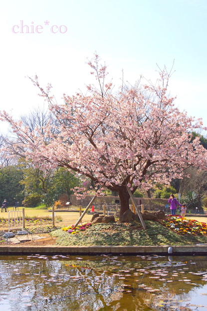 玉縄桜。。