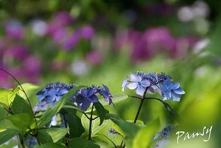紫陽花blueと・・花菖蒲purple・・