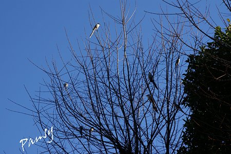 青空と・・尾長の集まる樹・・