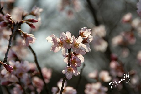 敬翁桜・・7