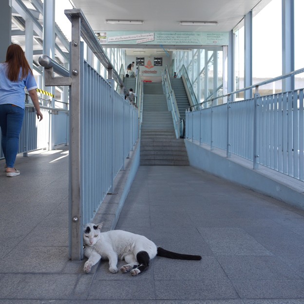 MRT.ペッチャブリー駅の猫