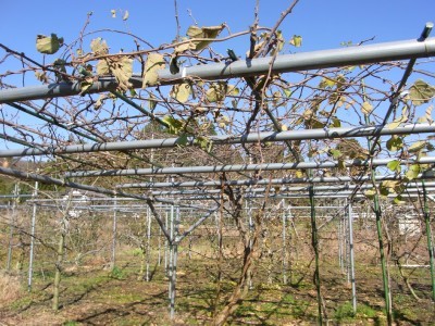 キウイフルーツの剪定 素人果樹栽培と特選園芸グッズ 楽天ブログ