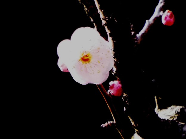 一流D1-101＠西広縁1701170054ch