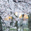 Photos: 夕桜
