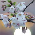 Photos: 月見桜～(^^♪