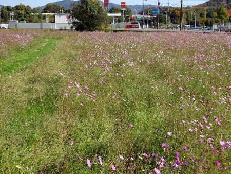 161116-01コスモス畑