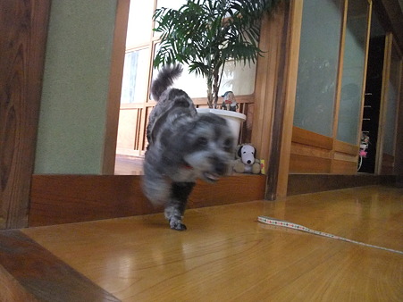 あんたが散策してどうするねん!