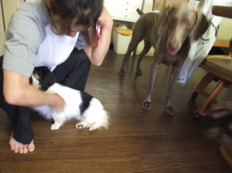 なんじゃこの犬は~