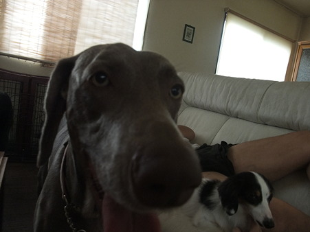 明の犬と暗の犬