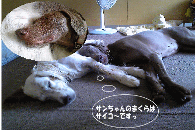 人も犬も大好き!