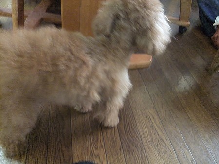 首回り&肩当たりのみバリカン