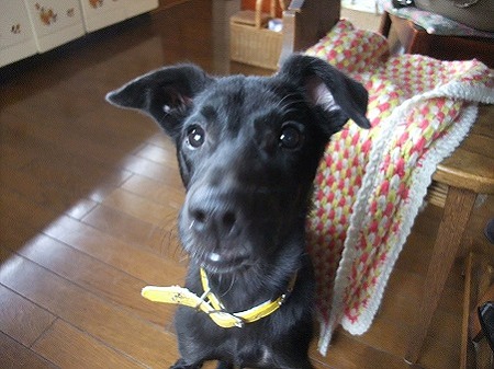 セナ君の新しいおうちやで