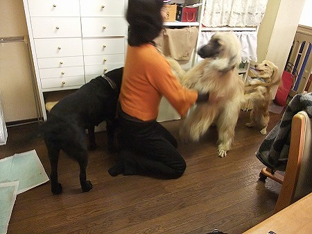 さすが大型犬経験者様