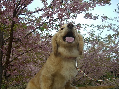 満開の桜、きれいだよ